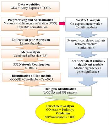 Integrated PPI- and WGCNA-Retrieval of Hub Gene Signatures Shared Between Barrett's Esophagus and Esophageal Adenocarcinoma